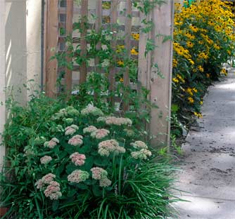 Driveway garden in Bloom  - Susan Marsh Gardens Belmont MA