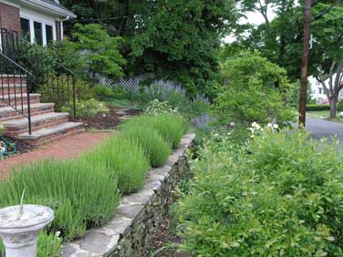 Lavender walk is near bloom