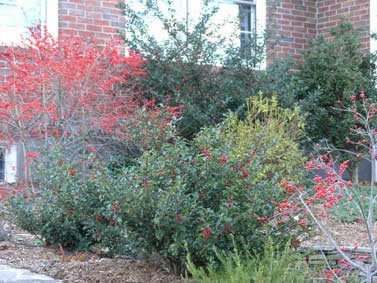 Winter color in the foundation planting